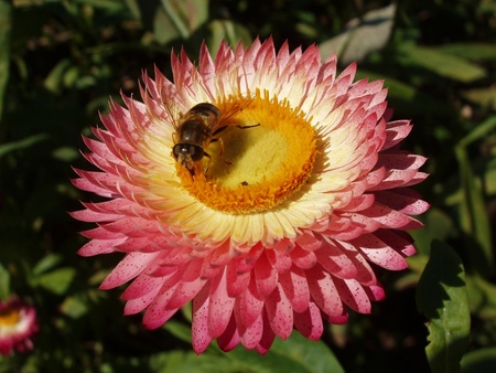 bee-on flower - flower, bee