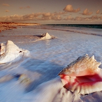 conch shells 