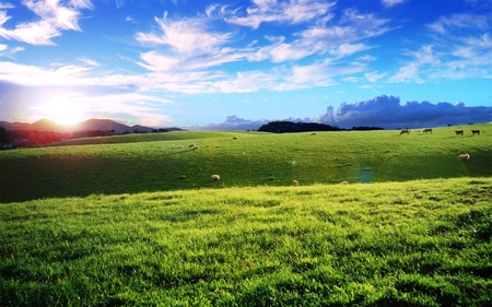 sheeps cows hills - sunsets