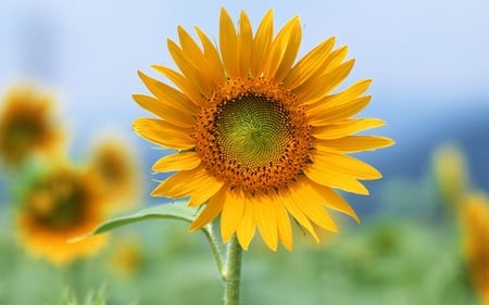 single - sunflowers