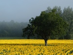 sunflower field 