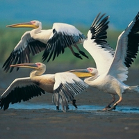 three white birds 