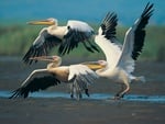 three white birds 