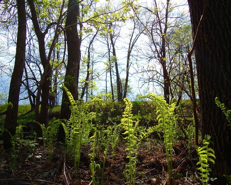 FernsByTheRiversEdge - ferns, spring, forest, trees