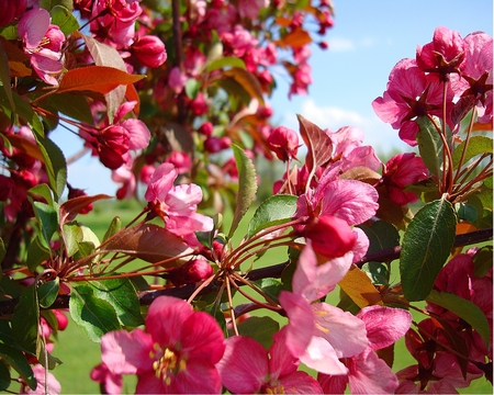 FloweringCrabTree - flowers, spring, tree