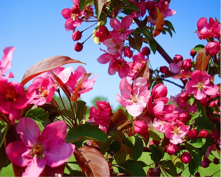 FloweringCrabTree2 - tree, flowers, spring