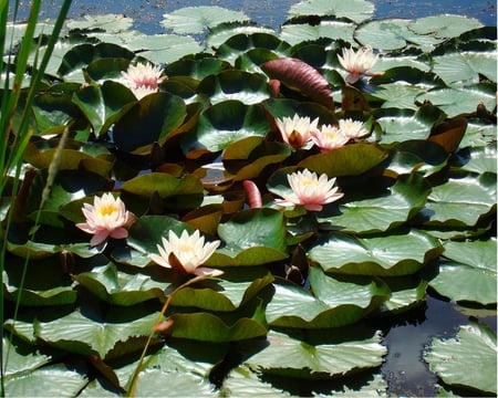 Lilypads - flowers, lilypads, summer, pond