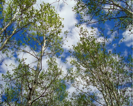 SpringTreeTops - sky, spring, forest, trees