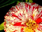 Zinnia