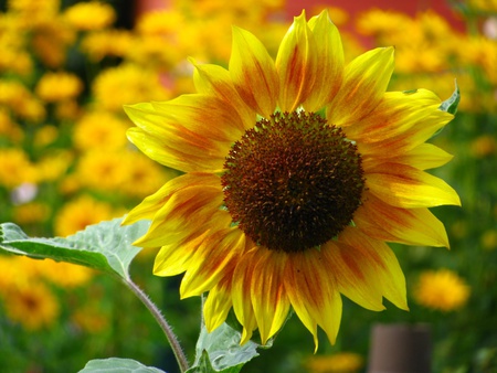 Sunflower - summertime, flowers, sunflower, nature