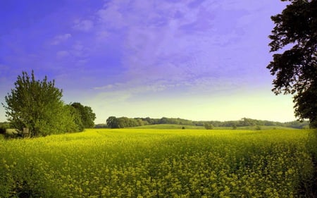 green field - flowers, nature, fields, green, wild