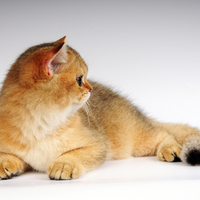CUTEST KITTY EVER