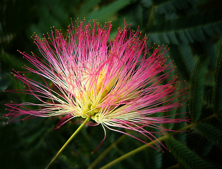 mimosa - nature, macin, zavaidoc, flowers, mimosa