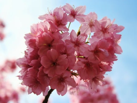 Pink Spring - spring, tree, cherry, pink