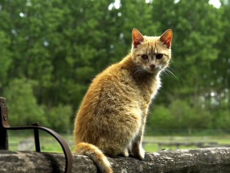 CUTE CAT ON GUARD