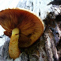 fungus in the rain