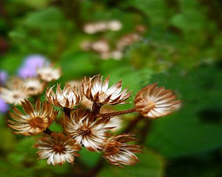 flowers - flowers, zavaidoc, green, rain