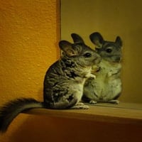 my chinchilla in the mirror