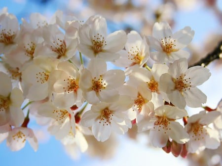 Spring Song - white, tree, cherry, flowers, spring