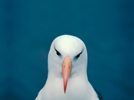 Seagull - seagull, nature, sea, bird