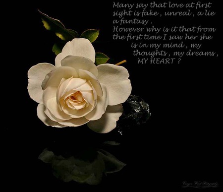 Rose Of My Heart - alone, art photo, beautiful, rose, flower