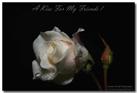 A Kiss For My Friends - beautiful, alone, art photo, rose, flower