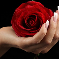 red rose