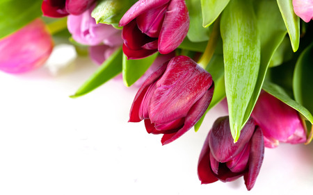 tulips - beautiful, photography, cool, flower, bouquet, tulip, harmony, flowers, tulips, gracefully, purple, nice, gently