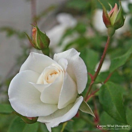 White Rose For Cinzia - white, flower, art photo, rose, beautiful