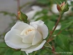 White Rose For Cinzia