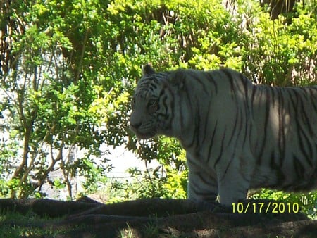 Miami Metro Zoo - nature, tiger, animals, wild