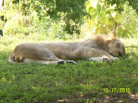 Miami Metro Zoo - zoo, lion, animals, wild