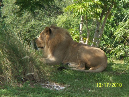 Miami Metro Zoo - lion, animal, nature, wild