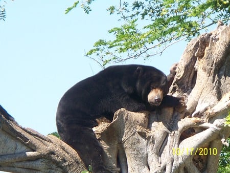 Just Lounging - bear, zoo, animals, wild