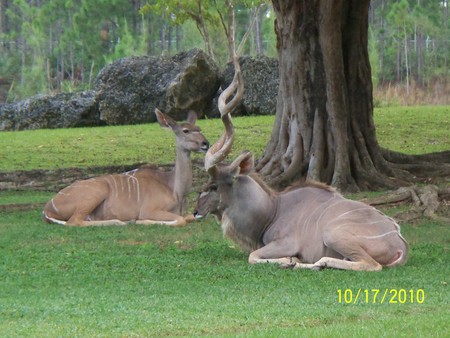 Relaxing Day - zoo, animal, nature, wild