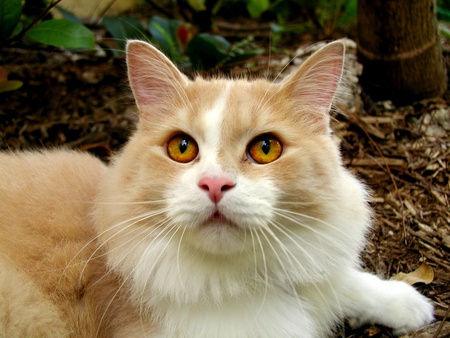 Golden look - sweet, eye, cat, kitten