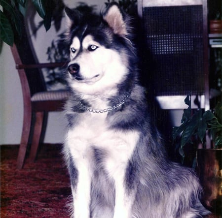 Malamute Husky Cross - posing, malamute, husky, dog