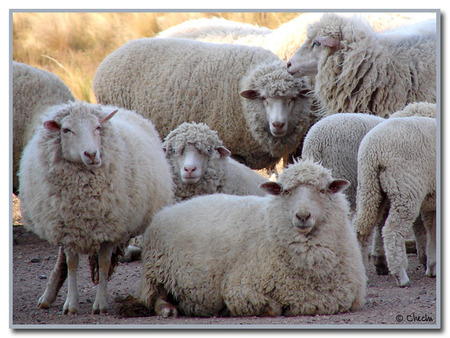 Sheeps - animal, sheep, nature, flock