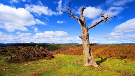 Amazing nature - cloud, sky, tree, grass