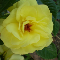 yellow rose