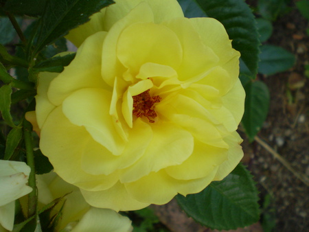 yellow rose - flowers, yellow, roses, nature