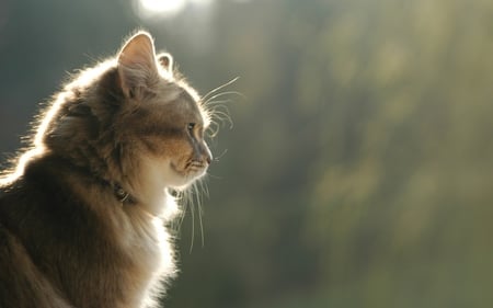 Sweet Cat - pretty, cat face, animal, kitten, cats, face, proud, beautiful, friendly, beauty, lovely, sweet, cat, nature, feline, loveable, cute, adorable, animals, kitty