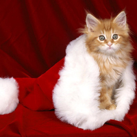New Year's Kitty