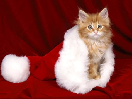 New Year's Kitty - christmas, kitten, cute, new, year, kitty