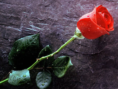 For My Love - love, lovers, red, valentine, rose