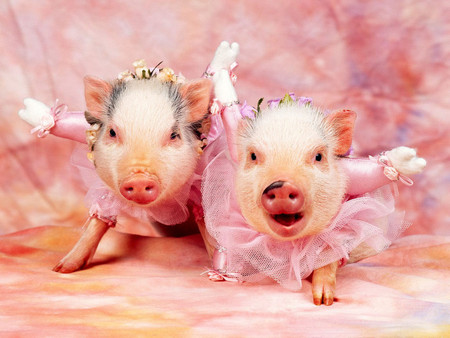 Piggy Ballet - funny, pink, pigs, ballet, christmas time