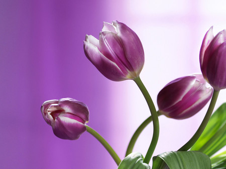 Tulips - flowers, tulips, white, mauve, love