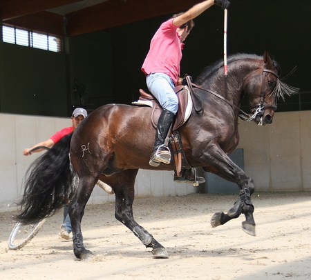 Training - spanish, horses, horseback bullfighting, andalusian