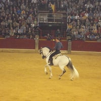 Horseback Bullfighting