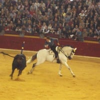 Horseback Bullfighting